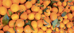 Fremont – Mandarins