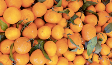 Fremont – Mandarins