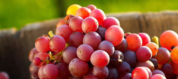 Flame Seedless grapes